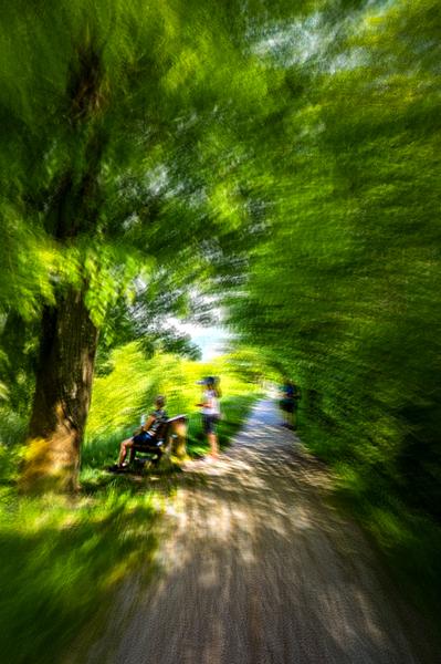 Grünes Blätterdach im Park, lichtdurchflutetes Laub